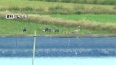 出水市　水鳥のねぐらから高病原性鳥インフルエンザ検出