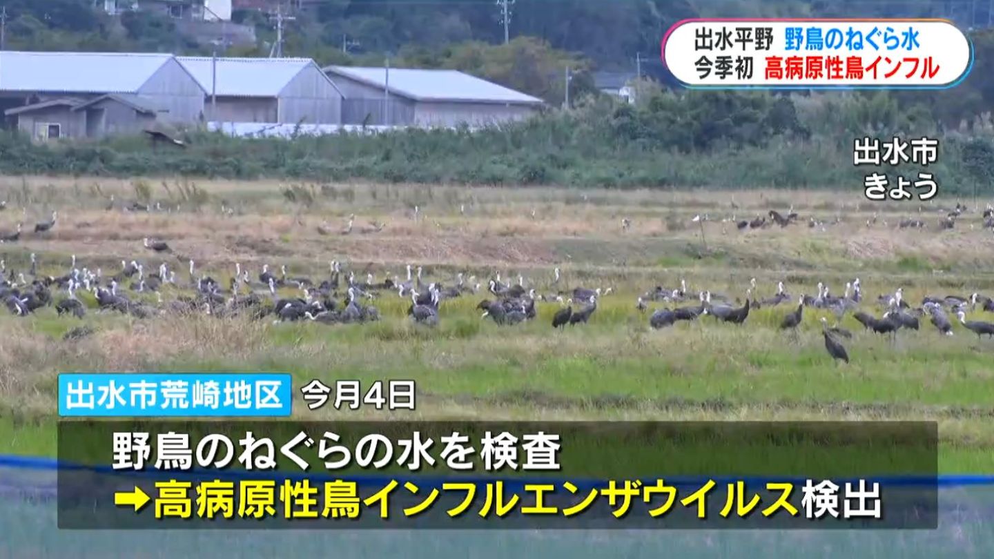 出水市で野鳥のねぐらの水から高病原性鳥インフルエンザ検出　鹿児島県内では今季初　