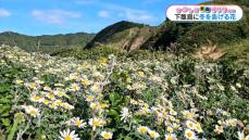 かごしま南北600キロ　下甑島でサツマノギク見ごろ　冬の訪れ告げる白い花