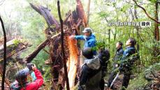 台風で倒れた推定樹齢3000年の弥生杉　現地保存へ　鹿児島・屋久島