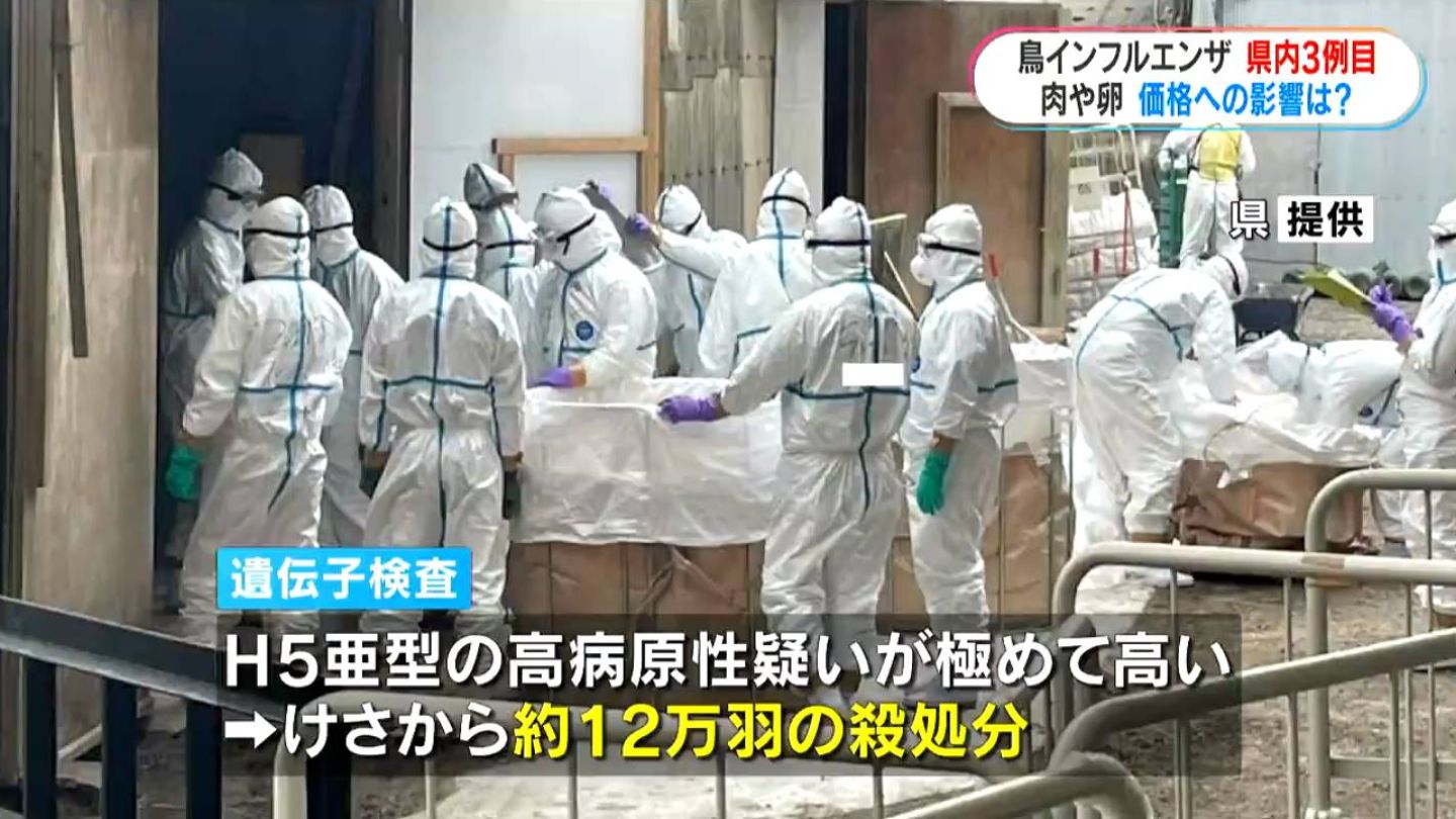 ニワトリ12万羽の殺処分進む　霧島市で高病原性鳥インフルエンザ疑い　鹿児島