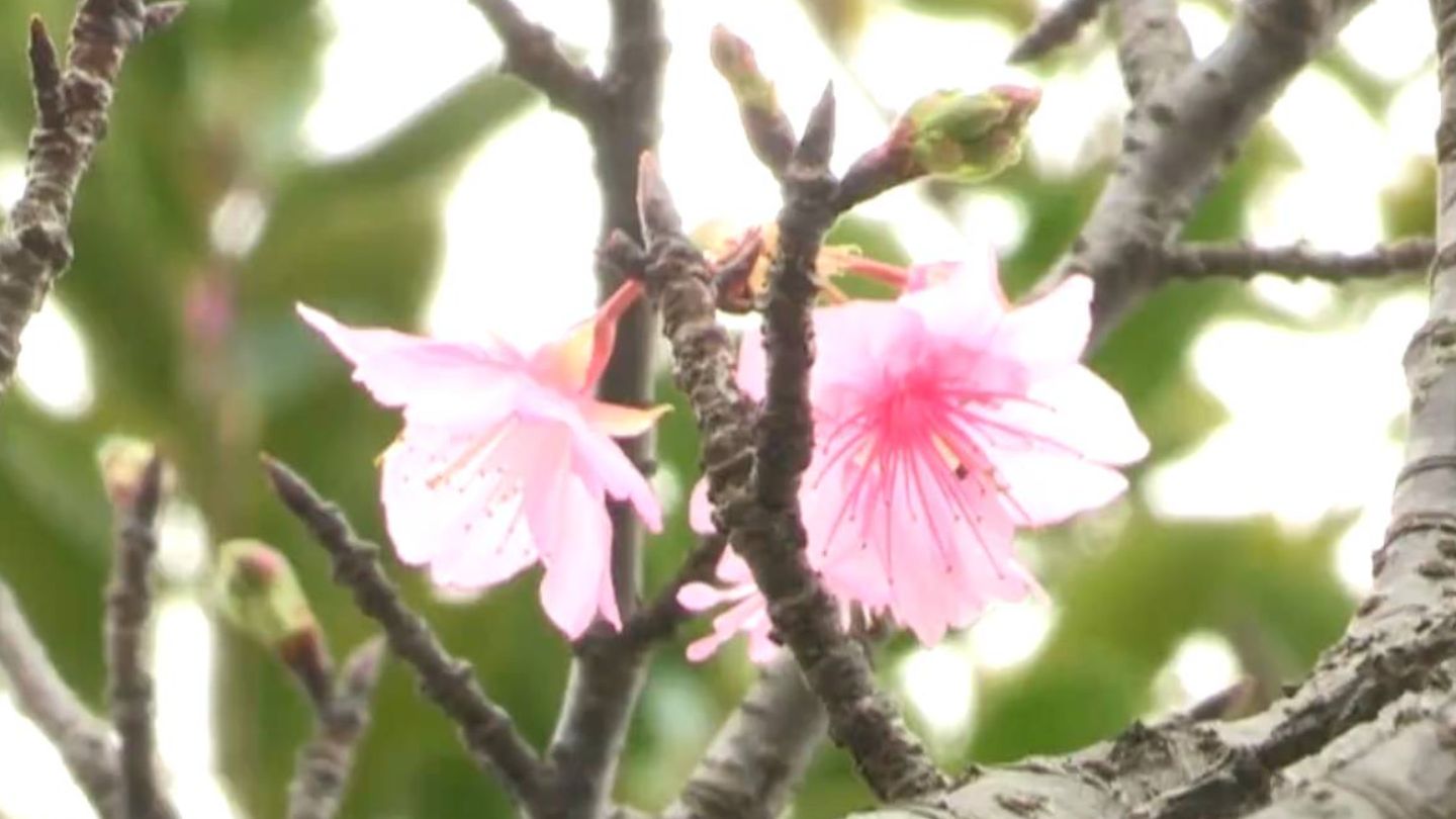 奄美市に淡いピンクの花　「ヒカンザクラ」開花宣言　平年より1日遅い発表