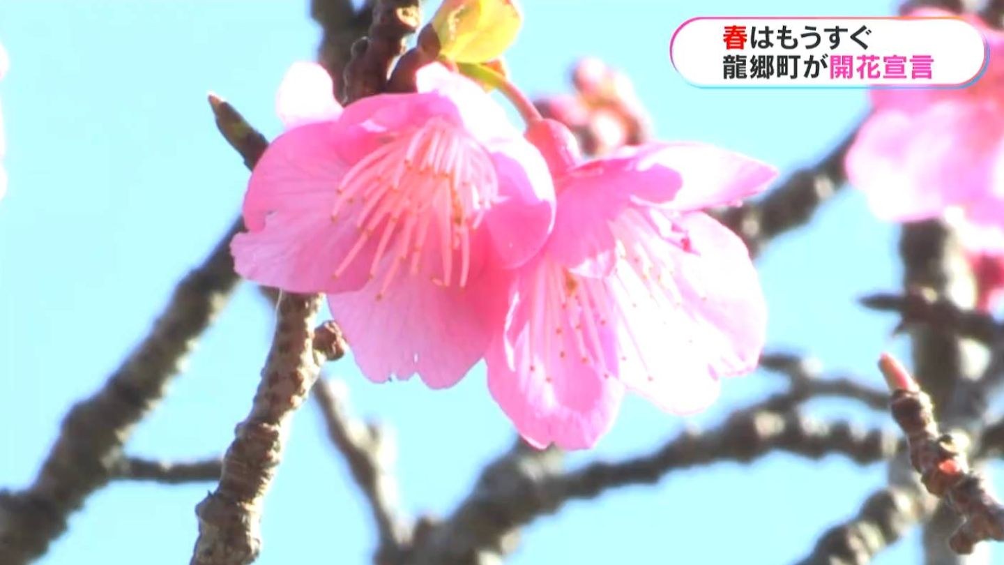 1000本のヒカンザクラもうすぐ見ごろ　龍郷町が開花宣言　ソメイヨシノが咲かない奄美大島