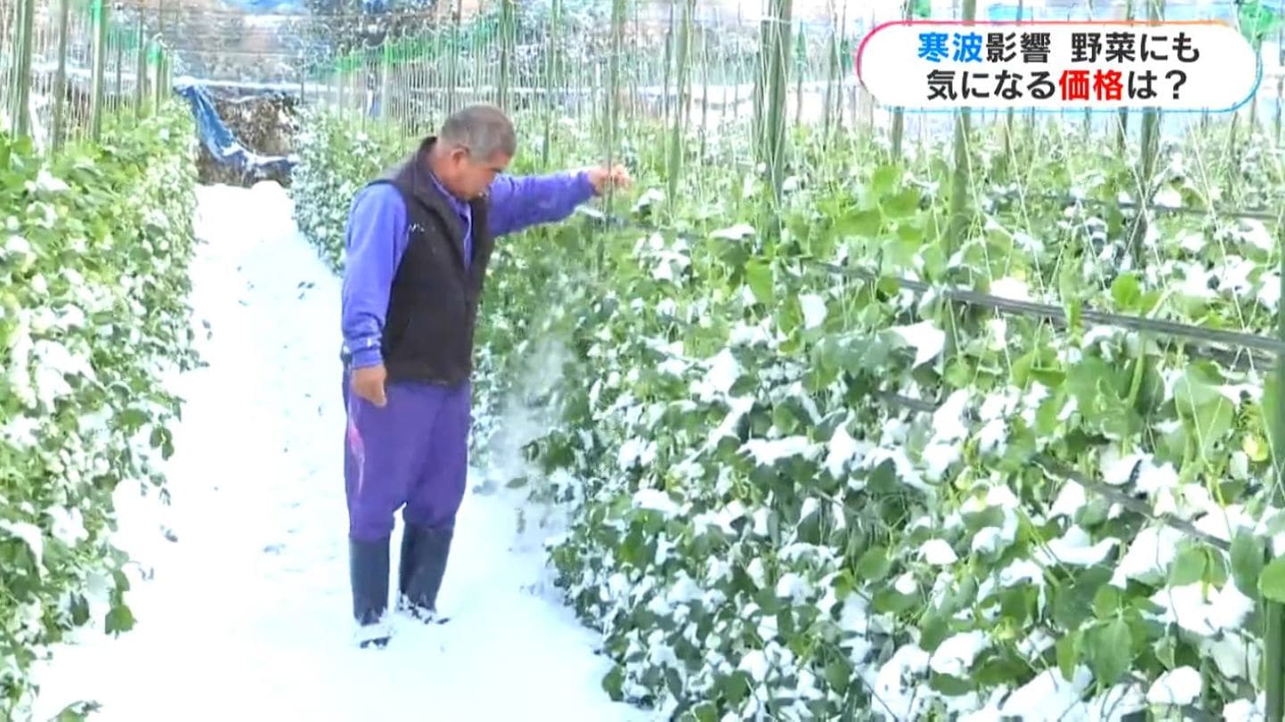 変色、しおれた葉も…寒波の影響で野菜に“異変”　春物野菜「これから値上がり」か　鹿児島