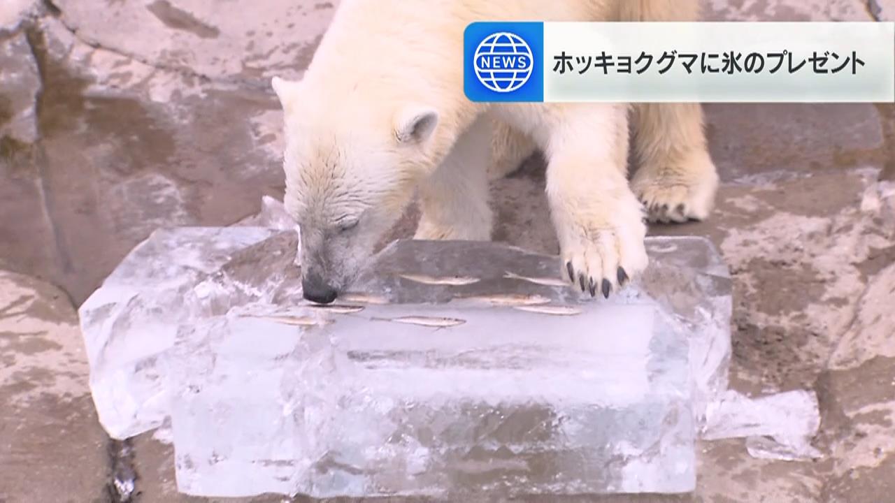 一心不乱に氷を削るホッキョクグマ　神戸・王子動物園で夏のプレゼント