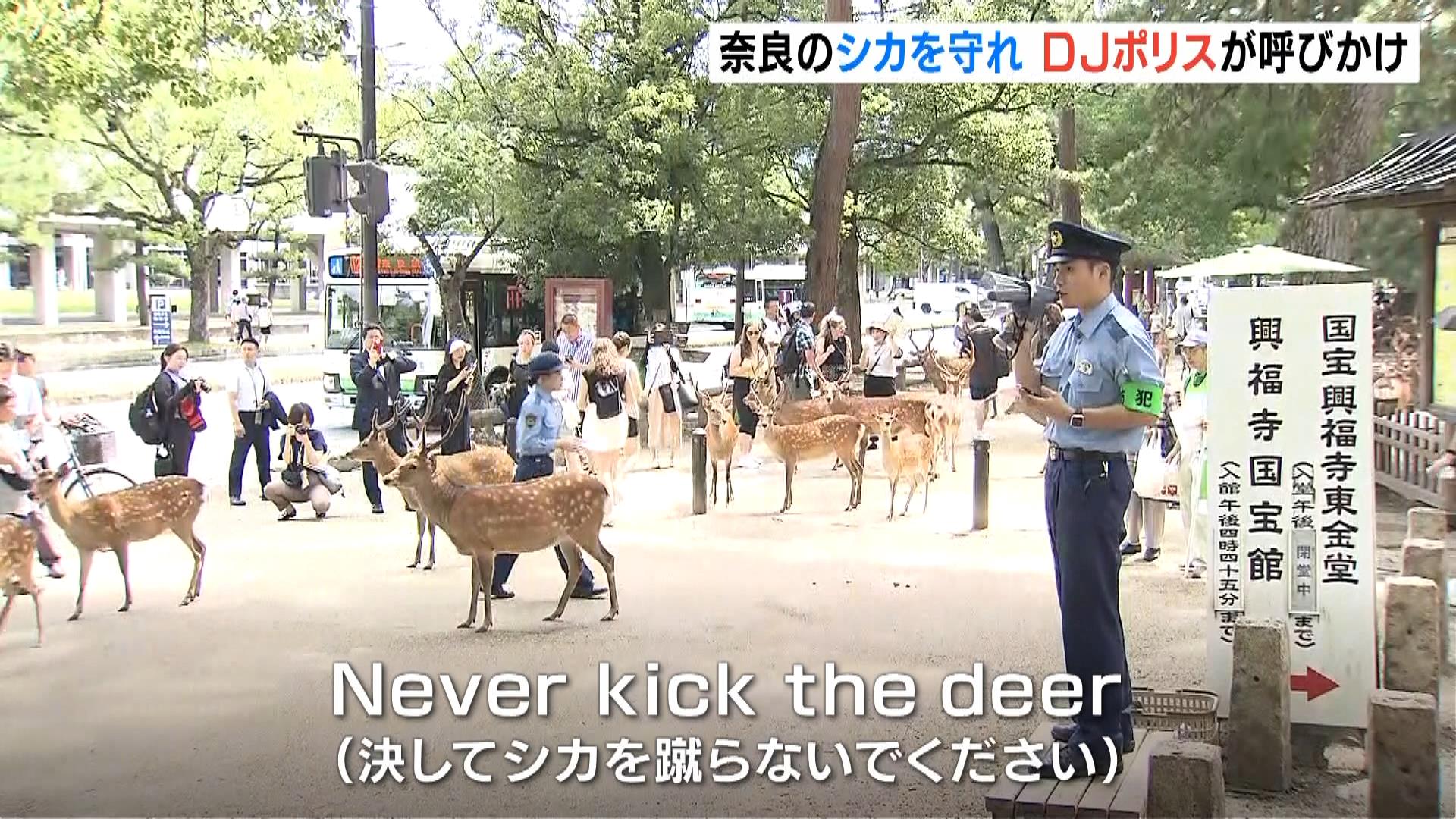 “シカを蹴り上げ”動画拡散も…観光客とシカのトラブル受けＤＪポリスが呼びかけ「シカを蹴らないで。触れないで」　奈良警察署