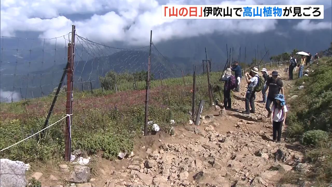 山頂付近は２０℃「涼しい。さわやか」　山の日に『伊吹山』で登山者が夏山を満喫　