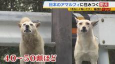 40～50頭の野犬うろつく港町「数がすごい、怖い」和歌山市が対策強化費を議会提案へ　市長「大きな問題は夜間のエサやり」