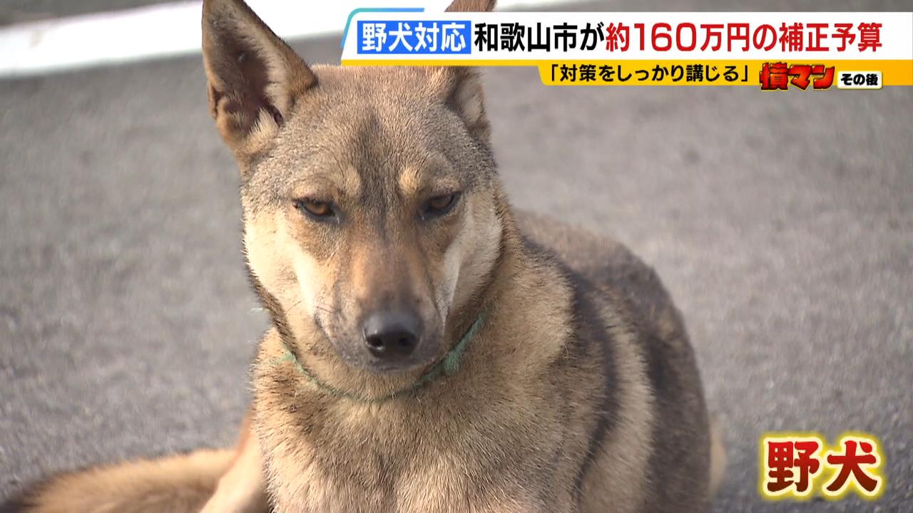 「日本のアマルフィ」での野犬問題　市が約１６０万円の補正予算を組み対策へ　早朝パトロールや段差ない檻の設置を行う方針