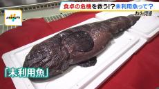 【未利用魚って知ってますか？】見た目の悪さ・加工の不便さで出回らない魚を食べてみて！物産展や回転すし店で提供　「２０４８年問題」解決の一手に