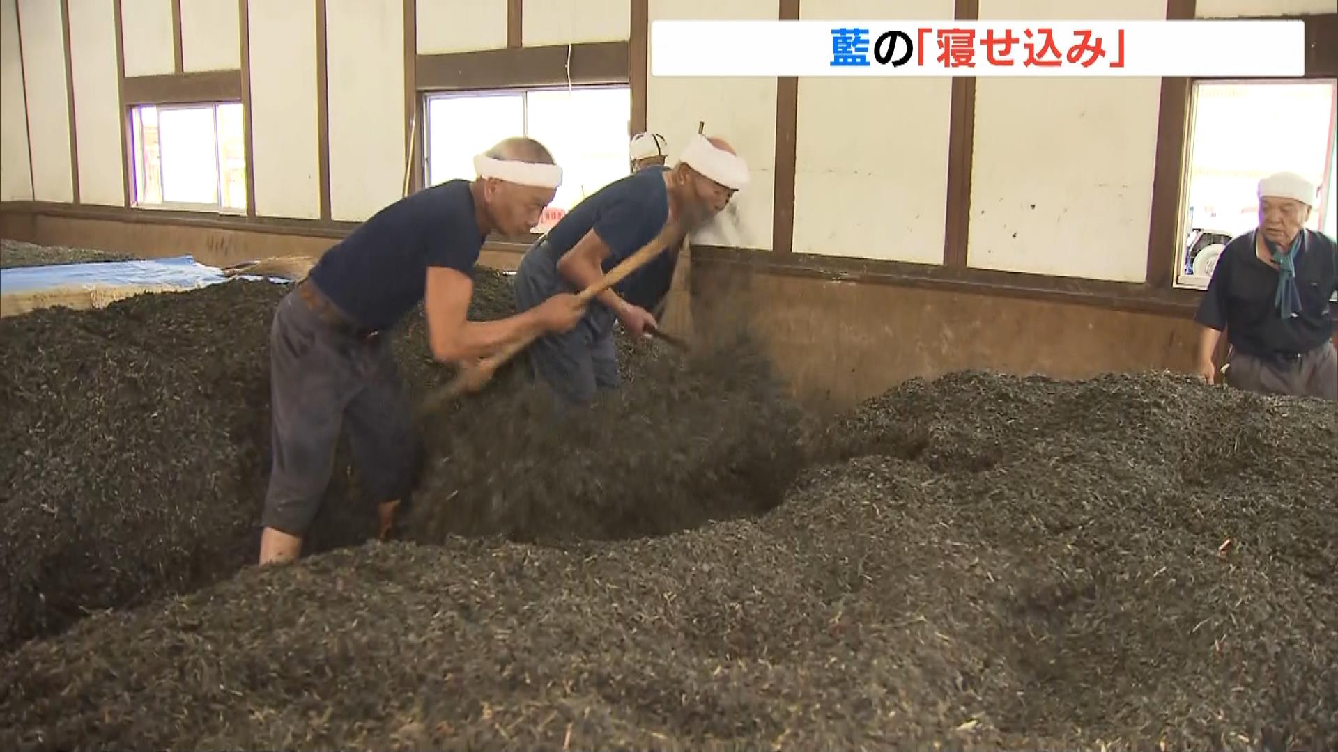 藍染の染料「すくも」の“寝せ込み”作業　乾燥させた藍の葉に水を掛けて発酵　徳島・上板町