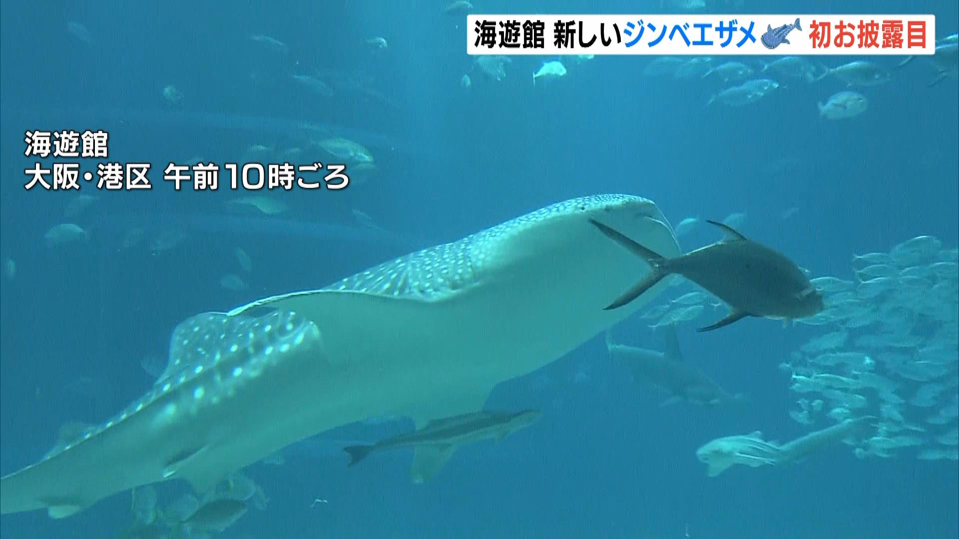 【海遊館】“頭の形が真ん丸なのが特徴”全長４．７ｍ・体重約７００ｋｇ小ぶりの新米ジンベエザメが初お披露目　先代の名前「海くん」を引き継ぐ