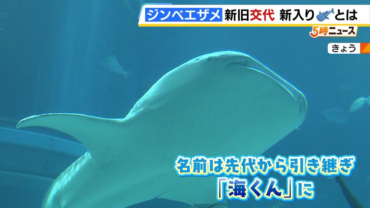 「成長した姿をまた見たい」海遊館デビューの“新米”ジンベエザメ「海くん」が早くも人気者に　先代「海くん」は大海原へ　