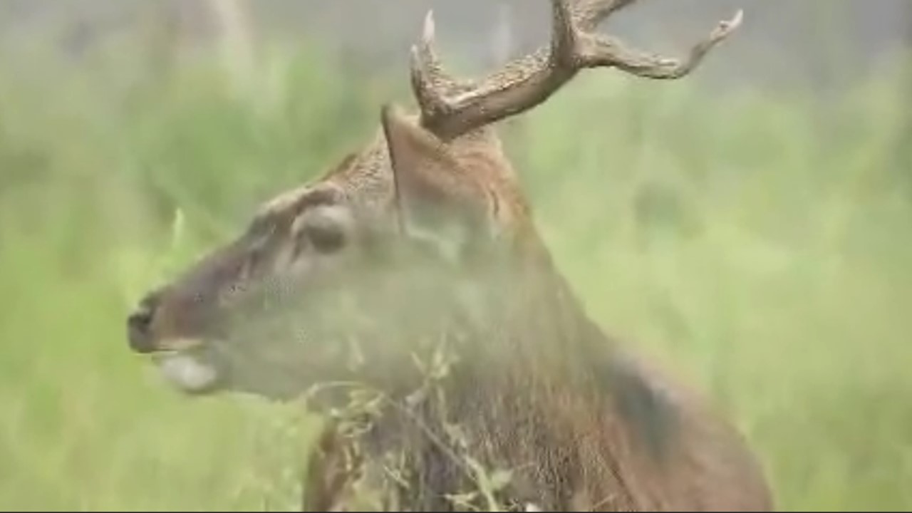 シカの角に刺されて男性死亡か　獣医師に聞く「人に馴れたシカと、野生の鹿に差は？」