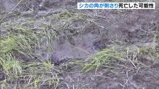 田んぼで死亡の男性は“棒状のものが心臓付近まで達する”　衣服には獣の毛　シカの角で刺された可能性