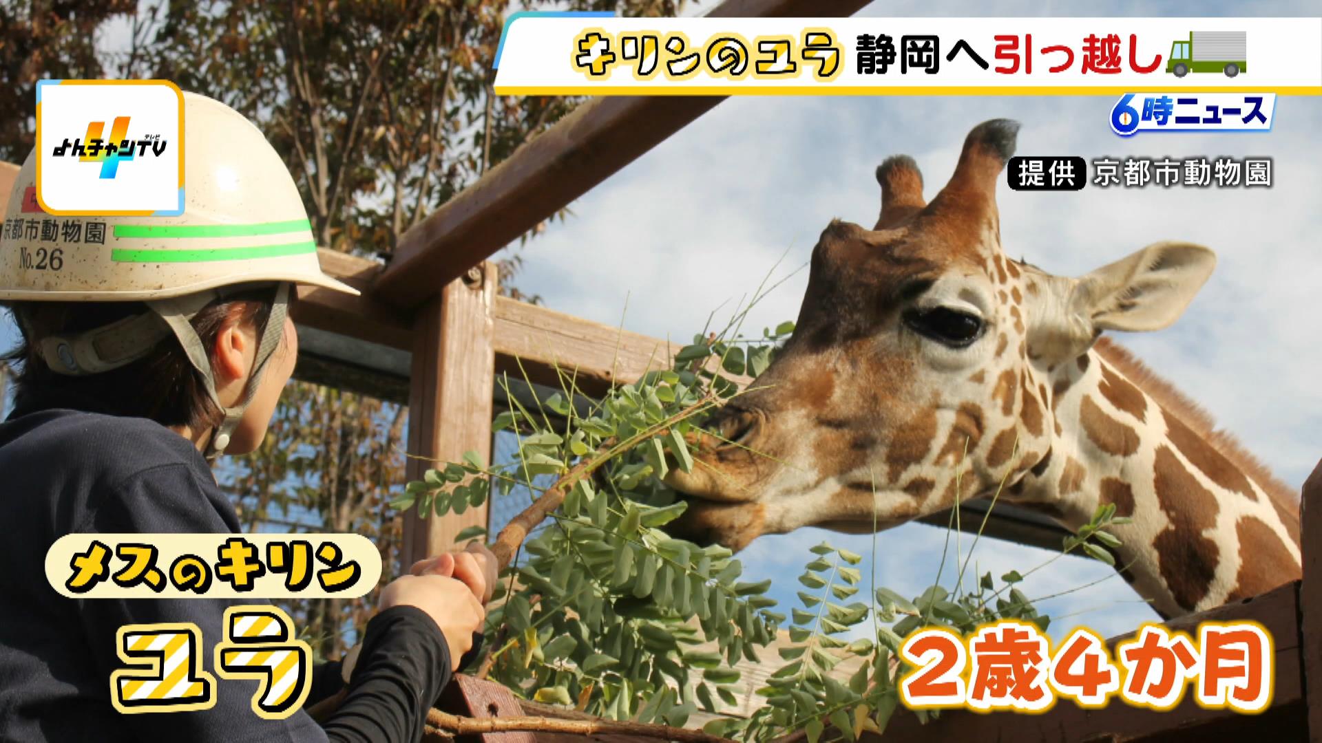 キリンの「ユラ」が繁殖のため富士サファリパークへ引っ越し　京都市動物園