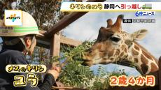 キリンの「ユラ」が繁殖のため富士サファリパークへ引っ越し　京都市動物園