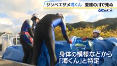 愛媛の川で息絶える…　１０月に放流された海遊館のジンベエザメ「海くん」　放流後すぐに死んでしまうケースは初