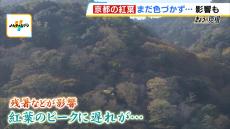 ピーク遅れる「京都の紅葉」…ツアー客は例年より少な目？叡山鉄道はライトアップを延長　観光協会は『観光客の分散』に期待