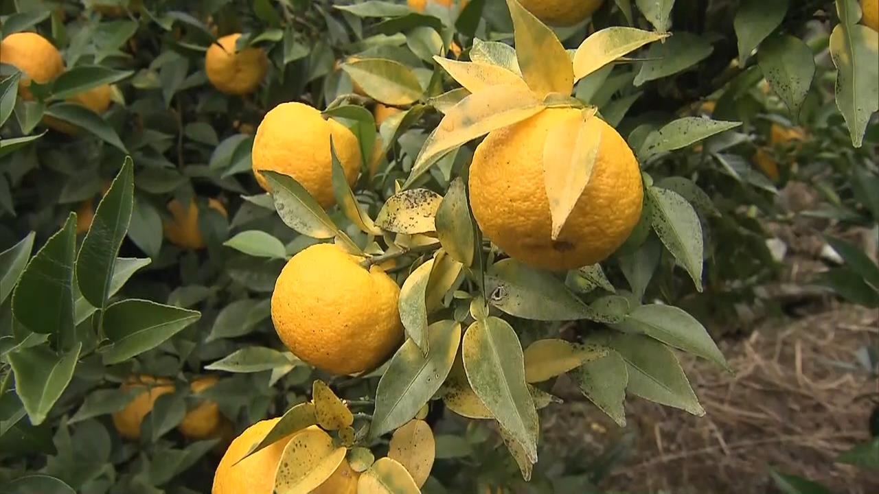 酸味が強く香り高い　特産「木頭ゆず」の収穫が最盛期　徳島・那賀町