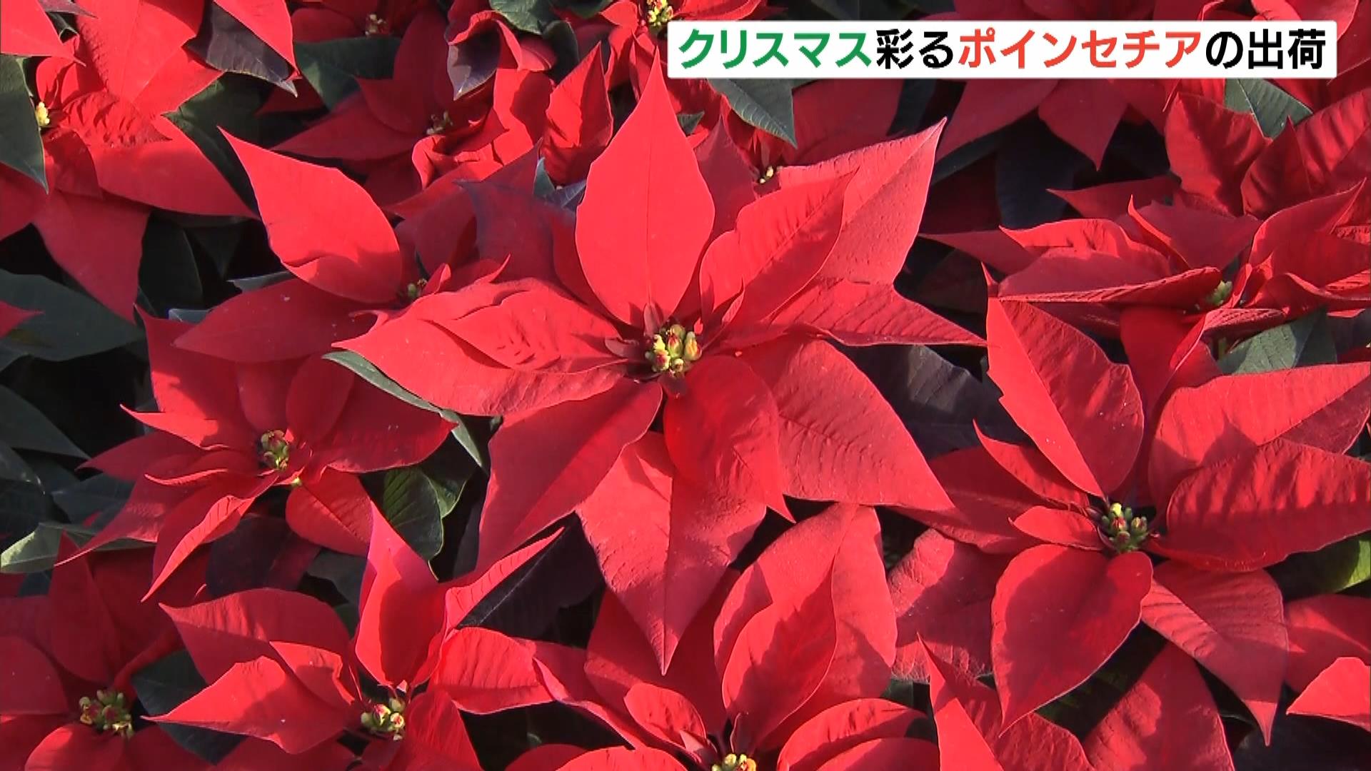 クリスマスカラーが鮮やか！観葉植物「ポインセチア」の出荷ピーク迎える　徳島・小松島市