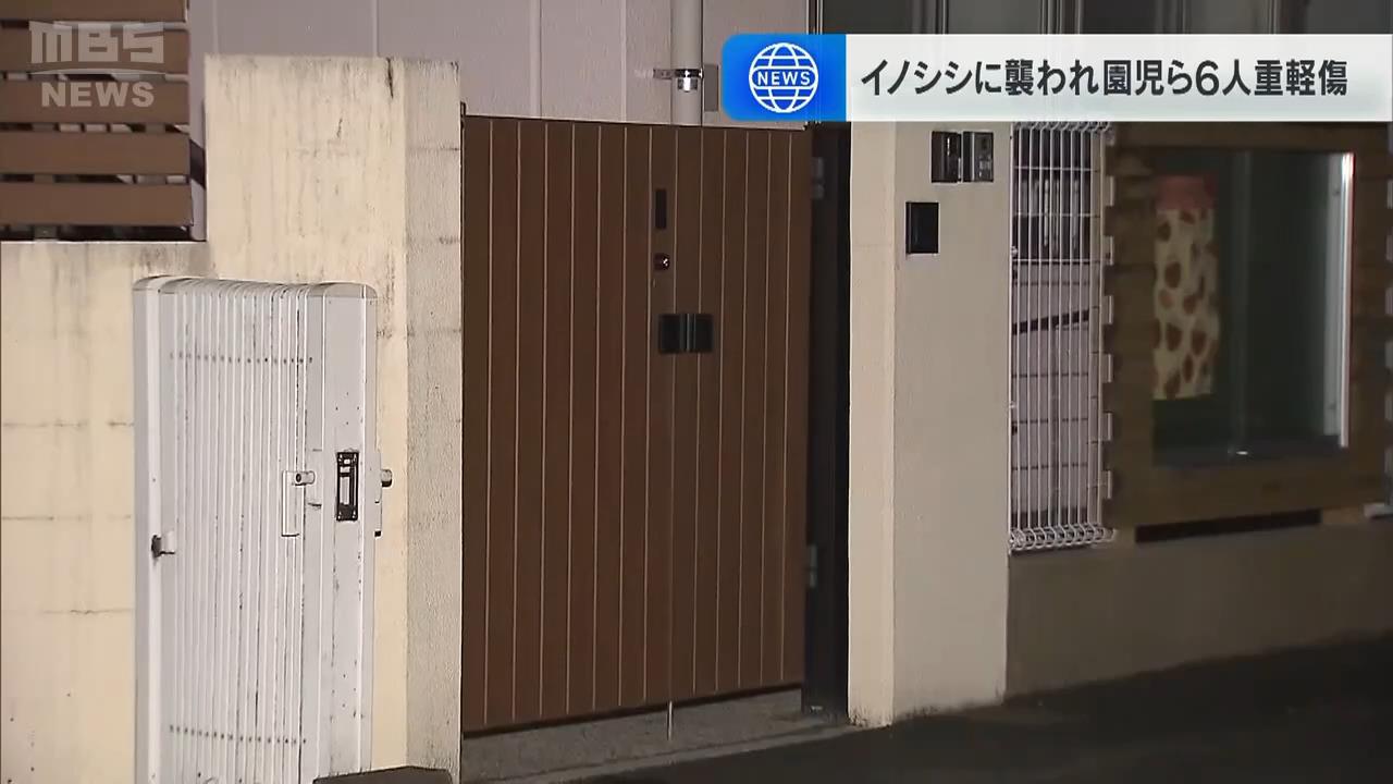 門を出たら突然イノシシが体当たり…こども園の３歳児ら次々襲われる　５人重軽傷　直前に６０代男性襲われケガ　イノシシは殺処分　兵庫・姫路市