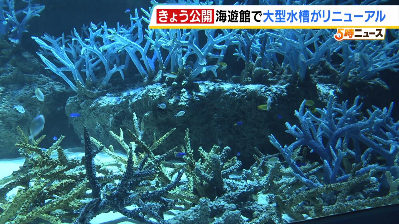 『世界最大のサンゴ礁』を再現！“レプリカ”でも、魚がホンモノと勘違いする完成度！？　海遊館の大型水槽がリニューアル