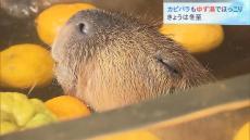 とろけそうな顔でうとうと…カピバラが冬至の「ゆず湯」を満喫　姫路セントラルパーク