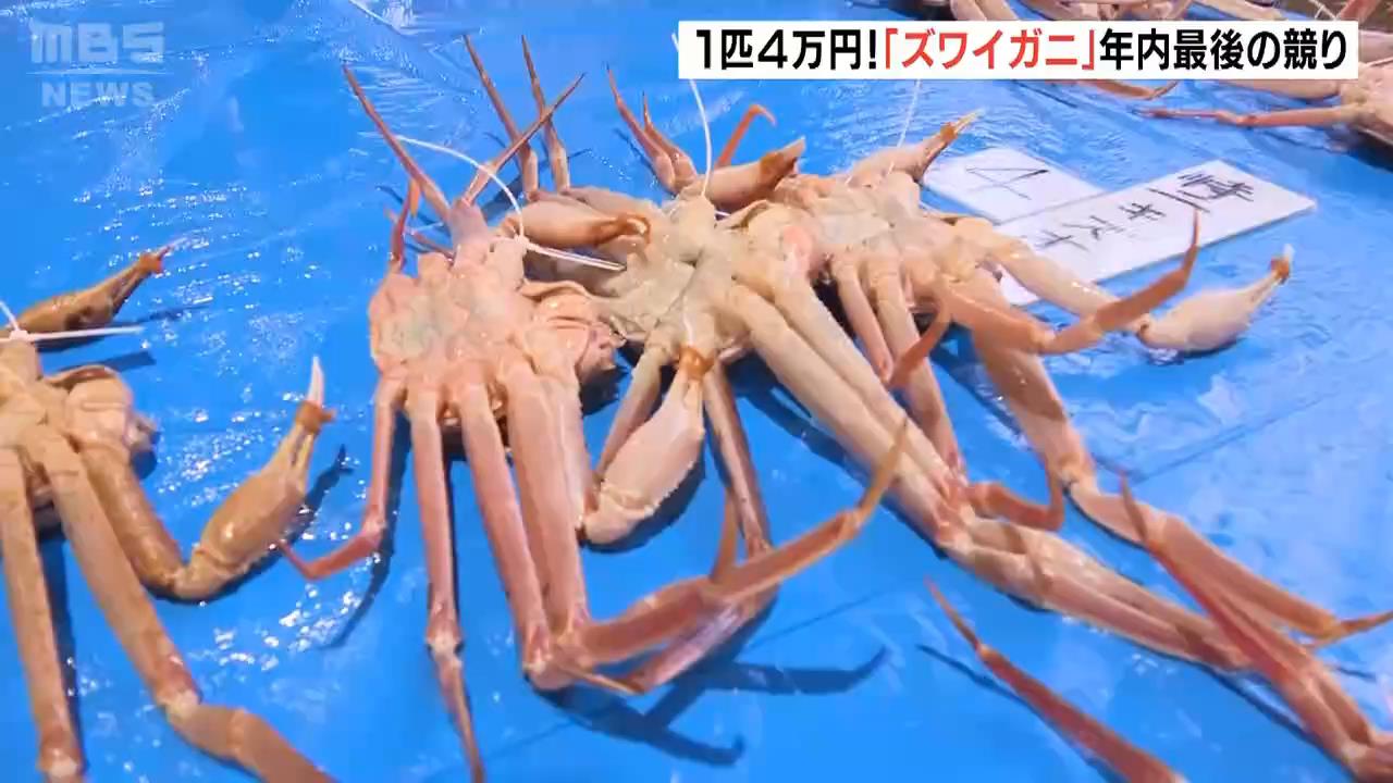 最高値は１匹４万円「ズワイガニ」年内最後の競り　兵庫・浜坂漁港