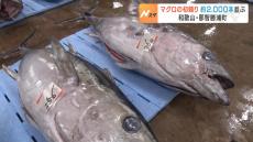 マグロの「初競り」で約２０００本がずらり！今年は『ビンチョウマグロ』の漁獲量が増加　和歌山・那智勝浦町