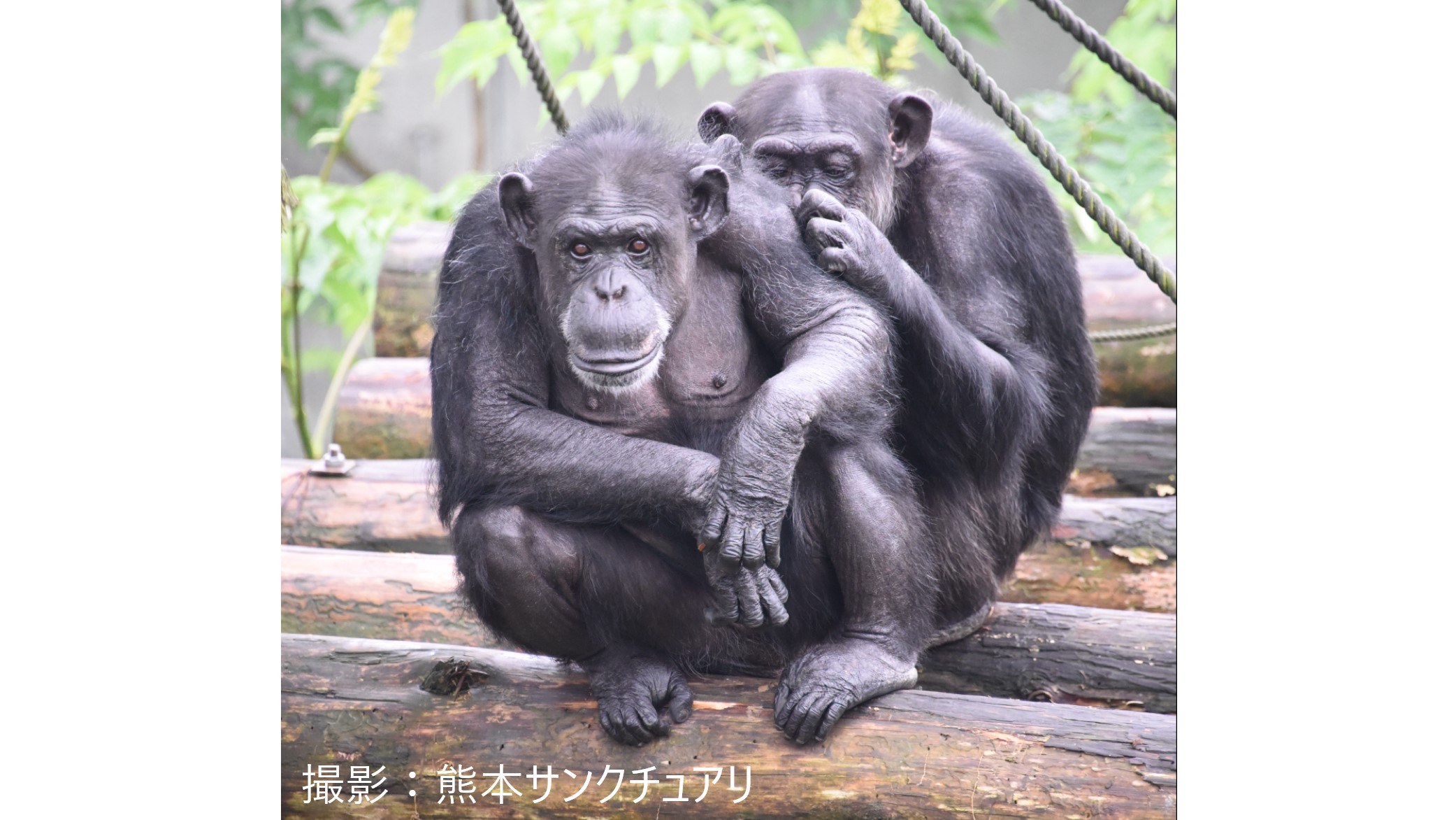 『つられション』はチンパンジーの世界にも存在した！世界初『排尿』が集団内で伝染する現象“ヒト以外の動物”で確認　京都大学野生動物研究センター