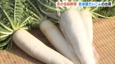 京の伝統野菜『佐波賀だいこん』出荷始まる　生産者「煮崩れしないので、おでんとかブリ大根とかに適している」