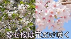 なぜ桜は『花だけ先に咲くのか？』葉桜が増え、桜を見上げてふと疑問...理由を専門家に聞いてみた