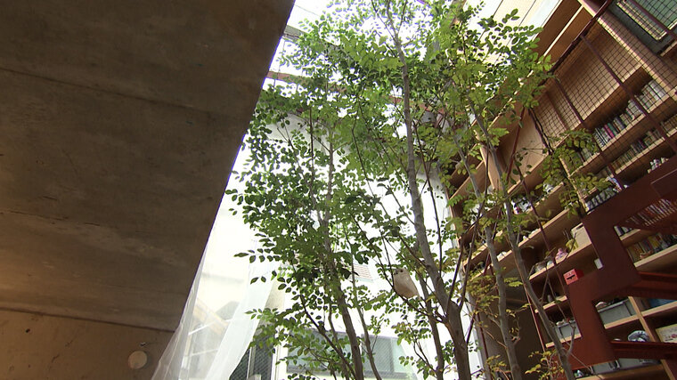 室内に『大きなシマトネリコ』植えた家　東京都内、限られた予算...狭小住宅を克服した秘策は4人家族のシンボルツリー【住人十色】
