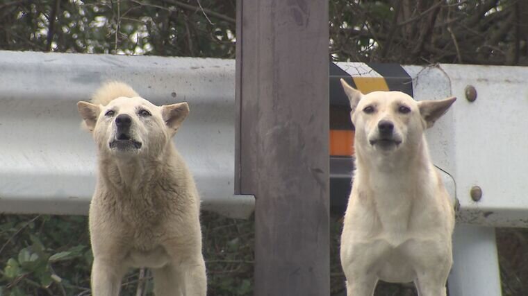 ４０～５０頭の『野犬』がうろつく港町「突然襲ってくる可能性も...」　夕方になると&quot;一斉に遠吠え&quot;...夜中にも激しい鳴き声が続き「寝られへんねん」