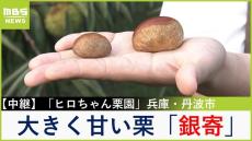 【中継】大きさは普通の栗の１.５倍以上！？ほくほくで甘い「銀寄」育てる栗園　近くのカフェでは栗御膳やソフトクリームも楽しめる！兵庫・丹波市【福島暢啓の潜入！今昔探偵】