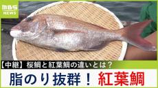 【中継】脂のり抜群！秋が旬「紅葉鯛」で丼づくり　指の感覚で釣り上げる一本釣り漁に川地アナが挑戦【川地洋平の最旬！丼マン】