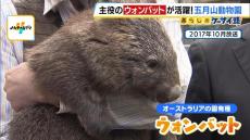 コアラのエサ代は年間1,000万円！？でも入園料収入は費用の６割...公営動物園の『お財布事情』「推し」動物への寄付にグッズを展開する園も