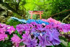 京都の柳谷観音で、約5,000株のあじさいが咲き誇る「あじさいウイーク」