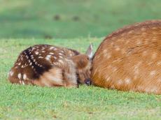 【ぴとっ】母鹿のお尻に密着して寝る子鹿にほっこり! 「安心してますね」「お母さん鹿の表情がいい」の声