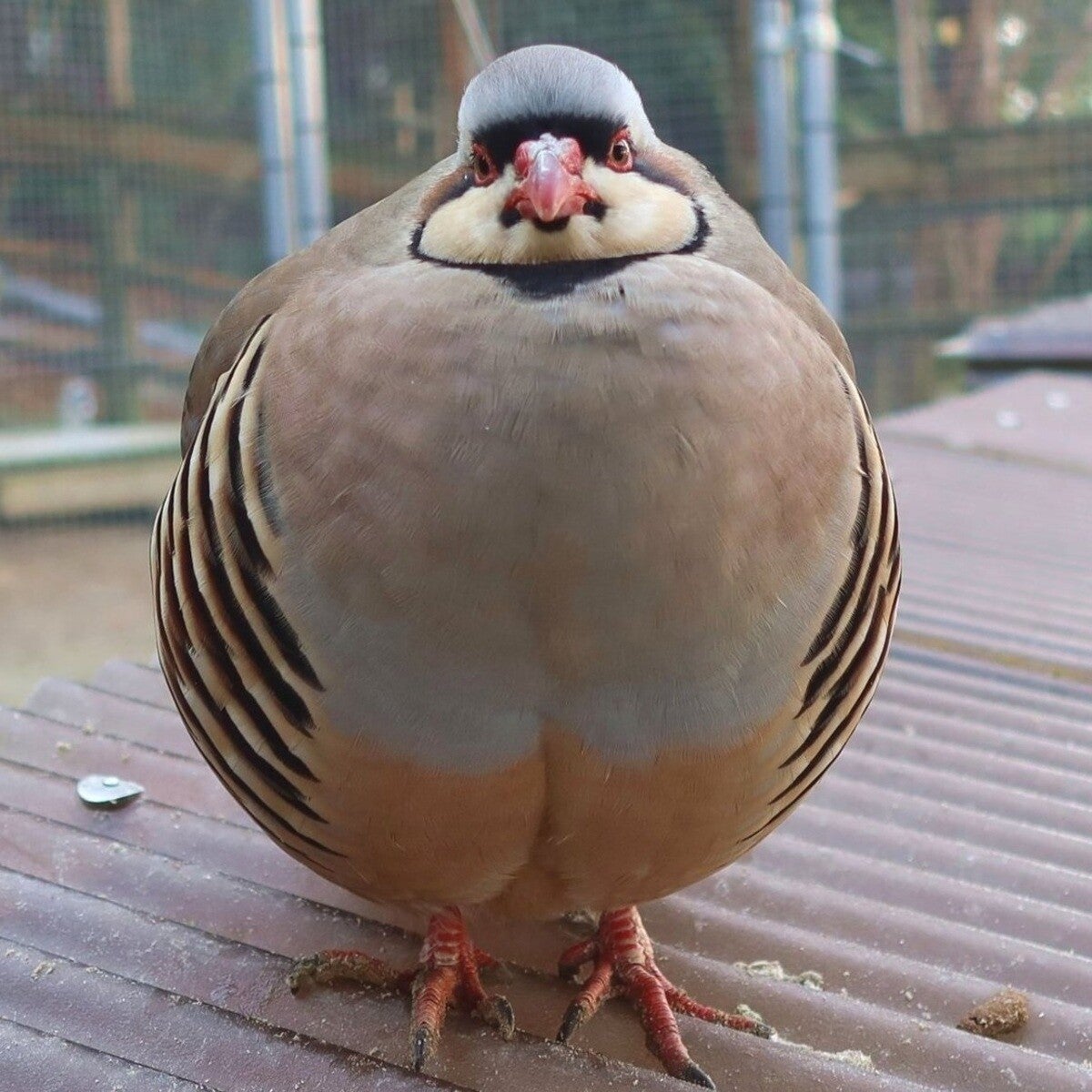 【ぼくって、こんなに丸いのか…】島根県・松江フォーゲルパークのまん丸すぎる鳥「イワシャコ」キーホルダー登場に「たまらない丸さ」「そっくりでほっこり」の声