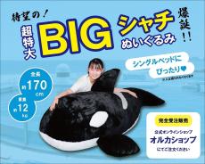 【デカい】全長約170cmの「BIGシャチぬいぐるみ」鴨川シーワールドが受注販売スタート - 価格も超BIG!!