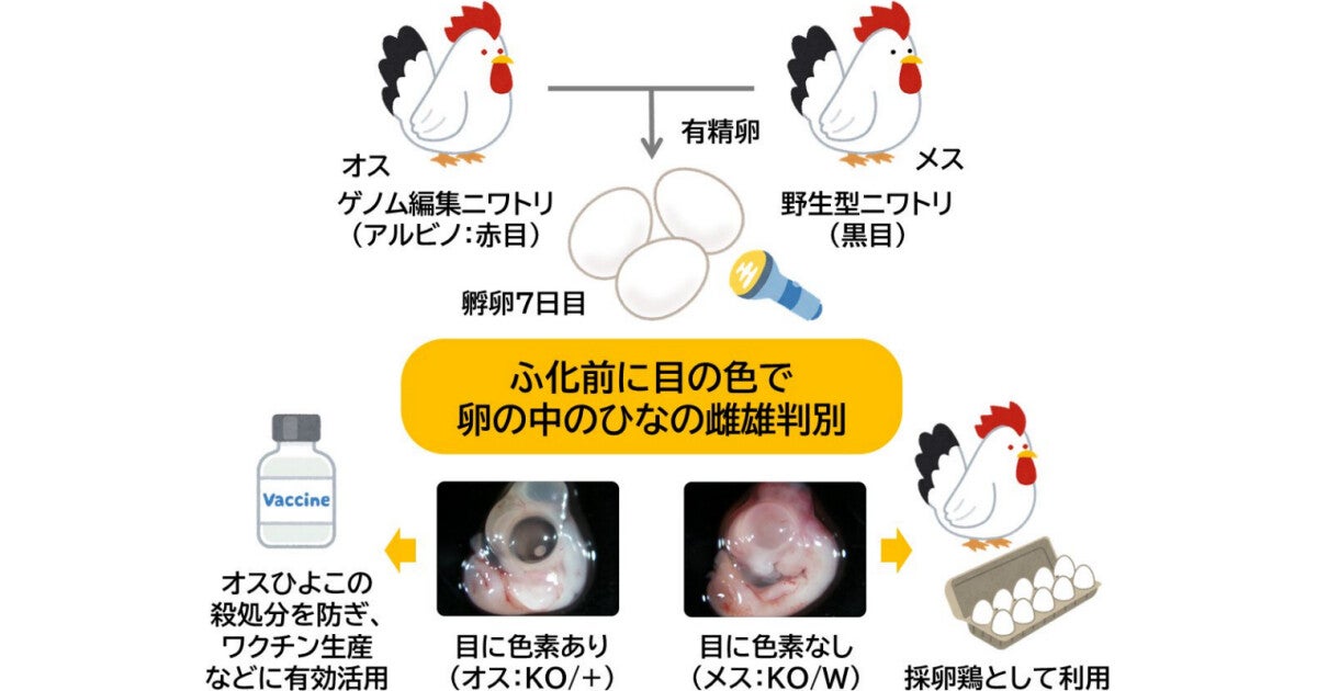 徳島大など、ニワトリ胚の雌雄を卵の外から早期に判別可能な方法を開発