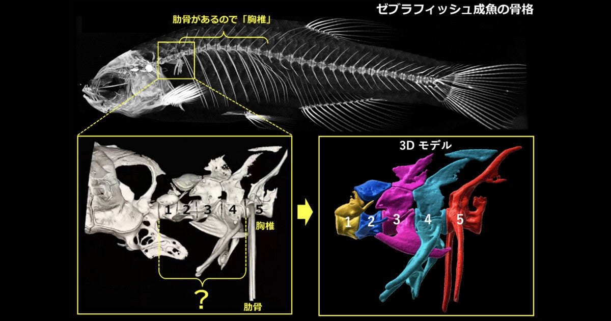 魚の脛骨の調査から脊椎動物の「背骨」の進化を探る ‐ 埼玉大など