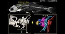 魚の脛骨の調査から脊椎動物の「背骨」の進化を探る ‐ 埼玉大など