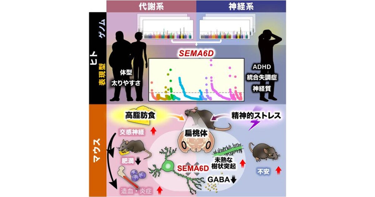 阪大、心の動きと全身の代謝や炎症応答などを結びつける因子の同定に成功