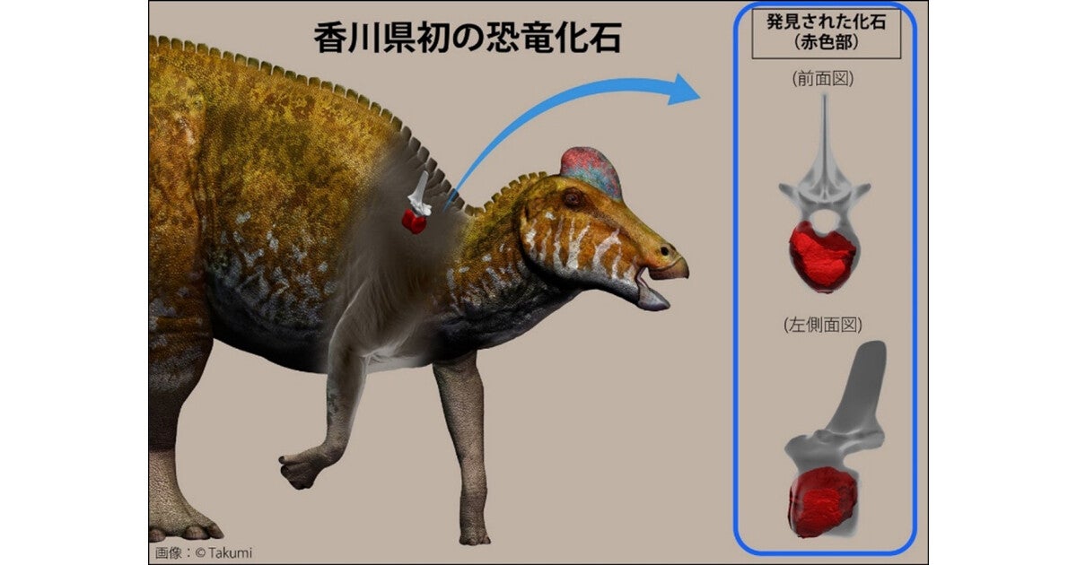 岡山理科大など、1986年に香川県で発見された化石の正体を恐竜と同定