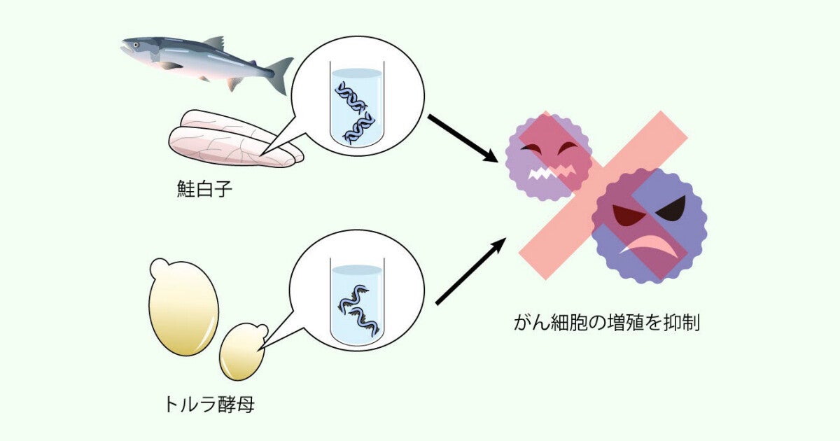 大阪公大、食品中のヌクレオシドががん細胞の増殖抑制効果を有することを解明
