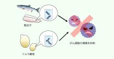 大阪公大、食品中のヌクレオシドががん細胞の増殖抑制効果を有することを解明