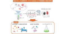 産総研、神経細胞の活動を非侵襲的で迅速かつ正確に評価するシステムを開発